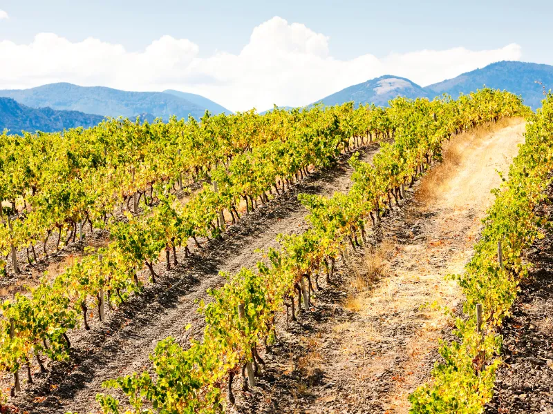 caviste rennes place saint germain